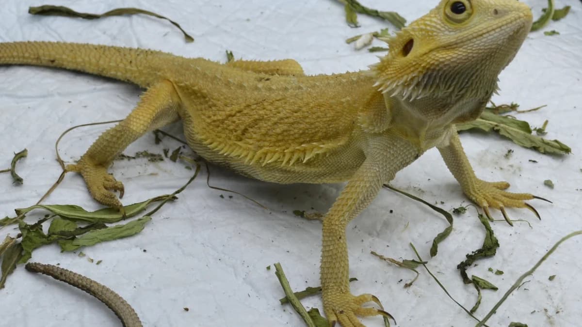 Canberra, female mixed breed for adoption at Stiftung Tierschutzzentrum Thurgau