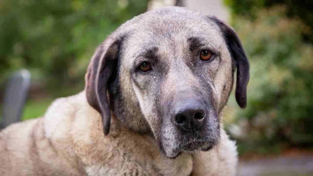 Ella, female senior Kangal for adoption at Stiftung Tierschutzzentrum Thurgau