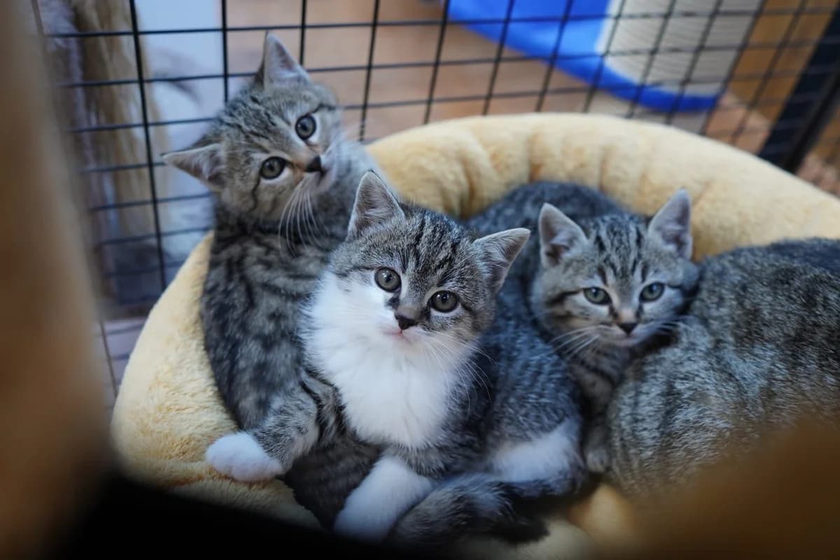 Drei Kitten, female 4yo Mixed Breed for adoption at Tierschutzverein Uri, Silenen