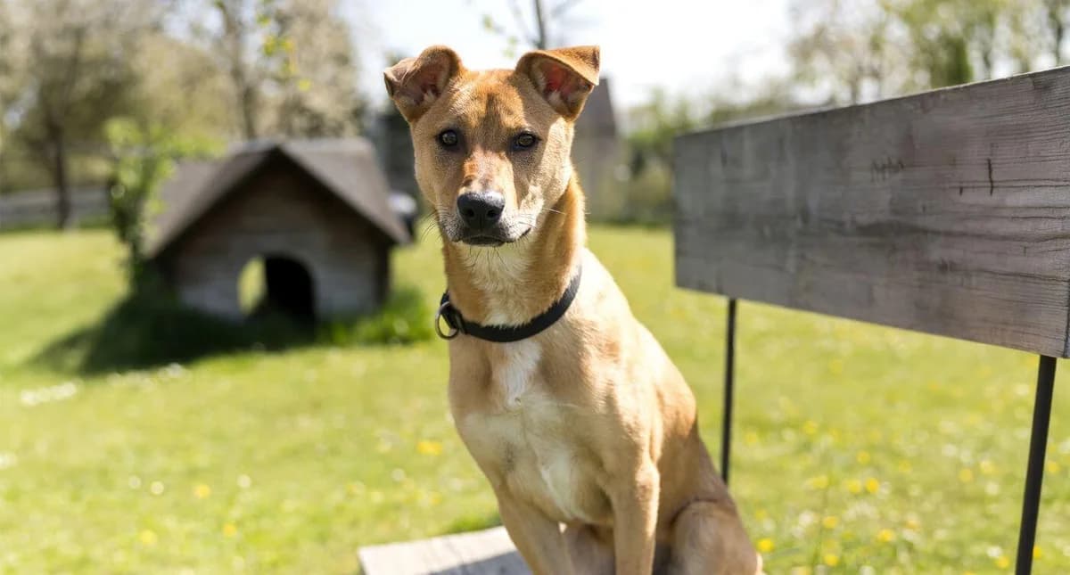 Unser Hund: Amara, female young Mixed Breed for adoption at Stiftung Tierrettungsdienst – Tierheim Pfötli, Zürich