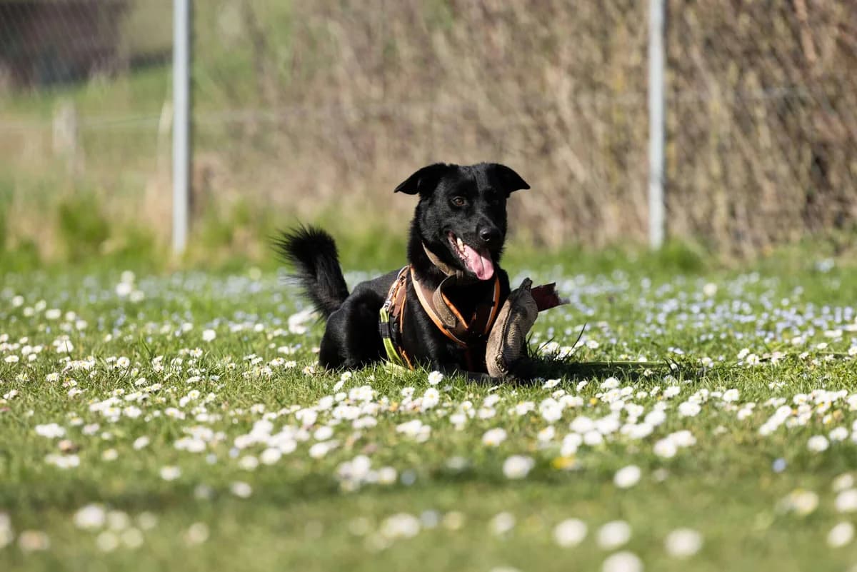Unser Hund: Fitje, male 4yo mixed breed for adoption at Stiftung Tierrettungsdienst – Tierheim Pfötli, Zürich