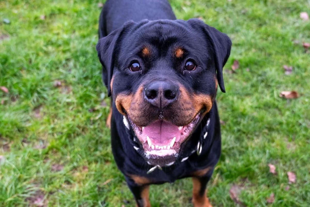 Unser Hund: Izzy, gold female Mixed Breed for adoption at Stiftung Tierrettungsdienst – Tierheim Pfötli, Zürich