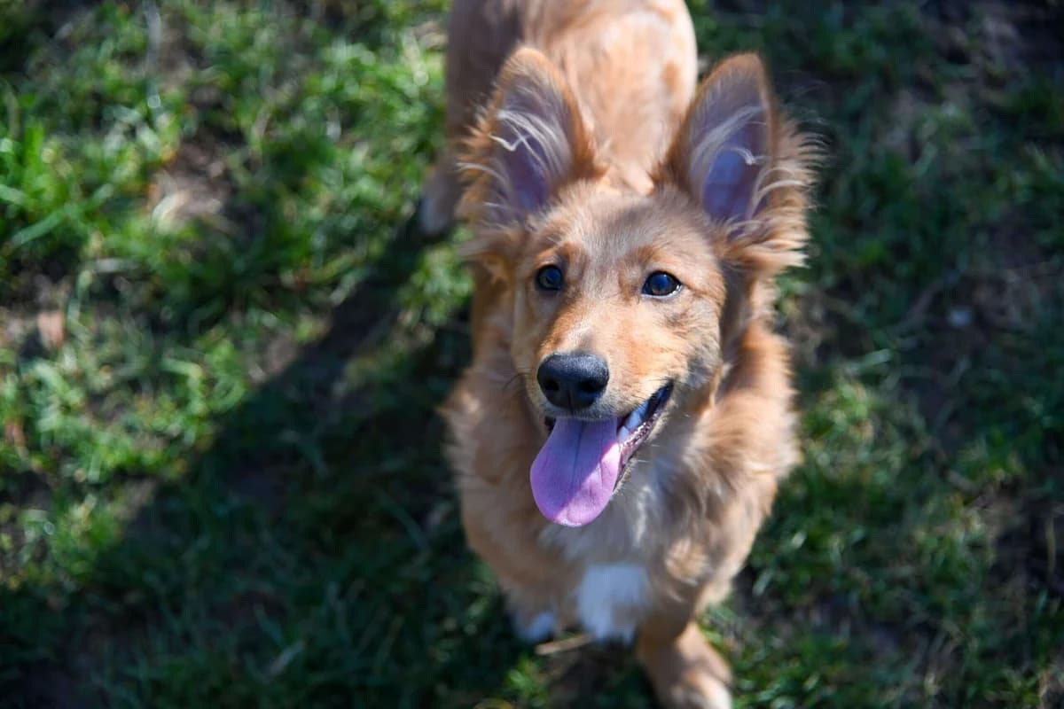 Unser Hund: Nio, male young Mixed Breed for adoption at Stiftung Tierrettungsdienst – Tierheim Pfötli, Zürich