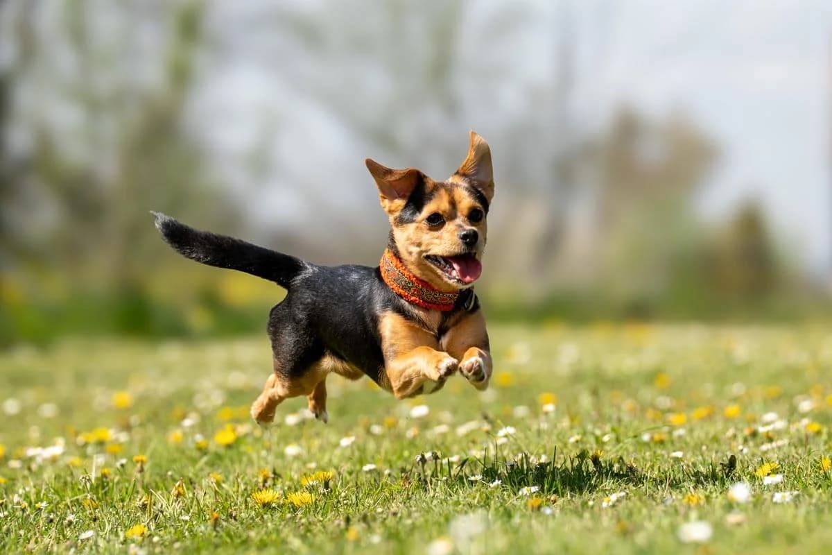 Unser Hund: Piet, male mixed breed for adoption at Stiftung Tierrettungsdienst – Tierheim Pfötli, Zürich