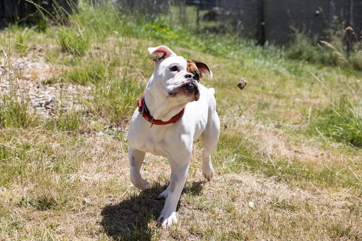 Unsere Hündin, female Mixed Breed for adoption at Stiftung Tierrettungsdienst – Tierheim Pfötli, Zürich