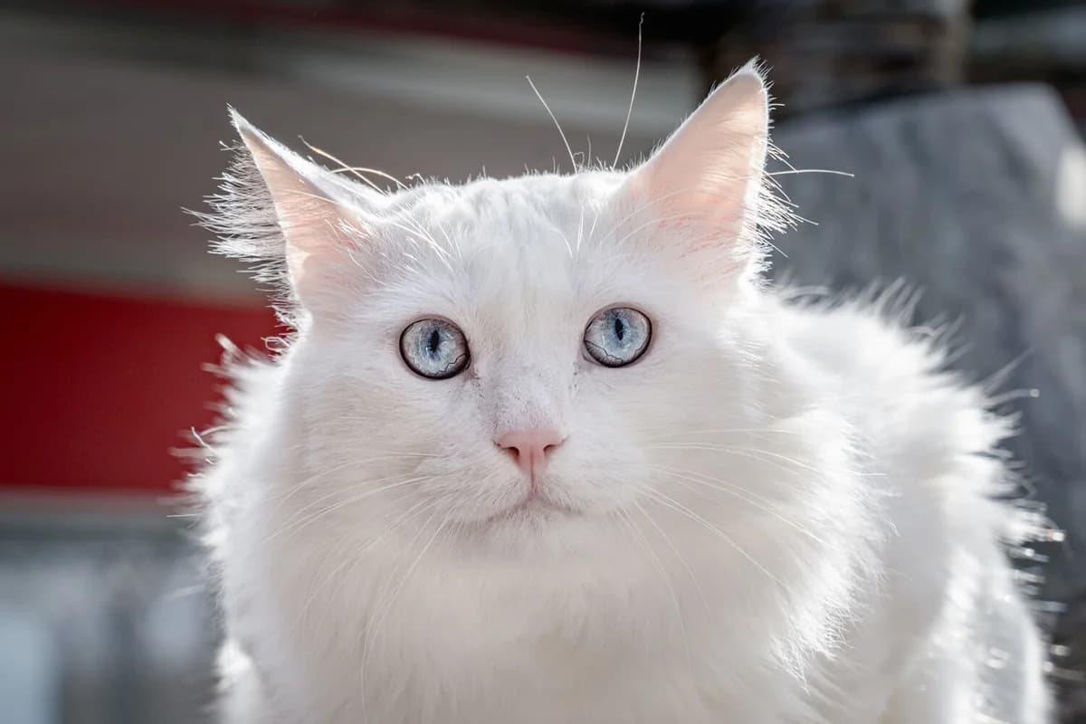 Unsere Katze: Angelo, male Mixed Breed for adoption at Stiftung Tierrettungsdienst – Tierheim Pfötli, Zürich