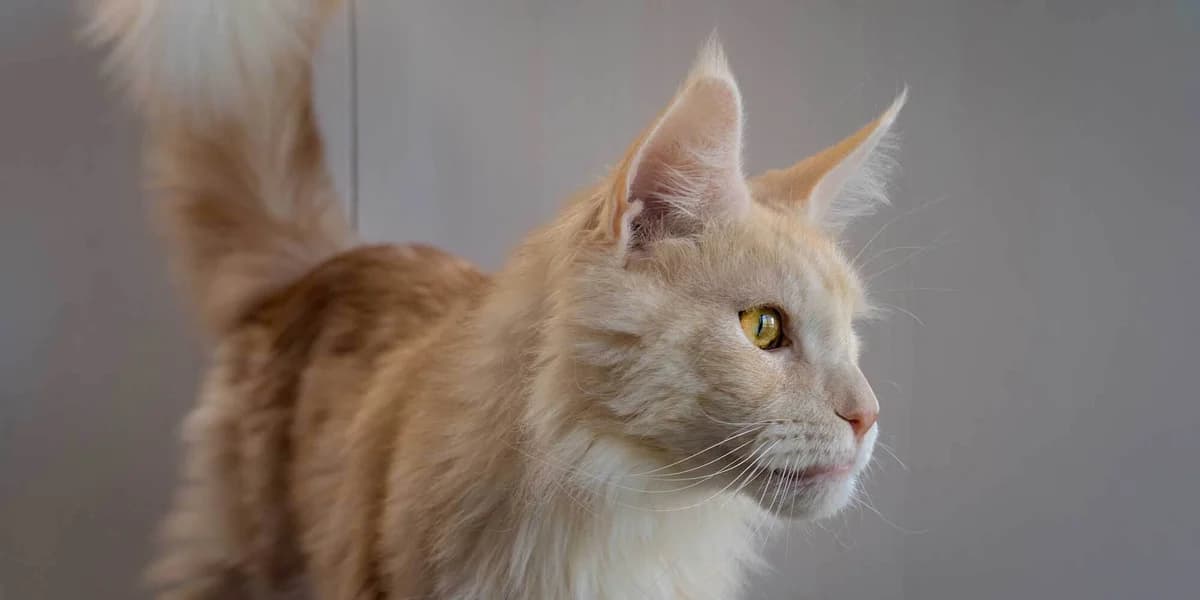 Unsere Katze, male mixed breed for adoption at Stiftung Tierrettungsdienst – Tierheim Pfötli, Zürich