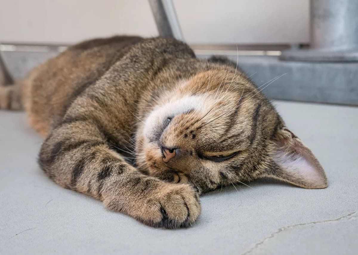 Unsere Katze, male mixed breed for adoption at Stiftung Tierrettungsdienst – Tierheim Pfötli, Zürich