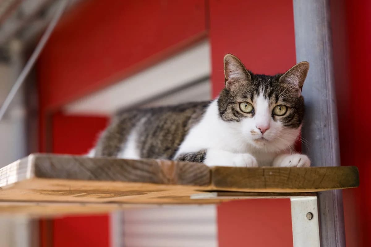 Unsere Katze,  mixed breed for adoption at Stiftung Tierrettungsdienst – Tierheim Pfötli, Zürich