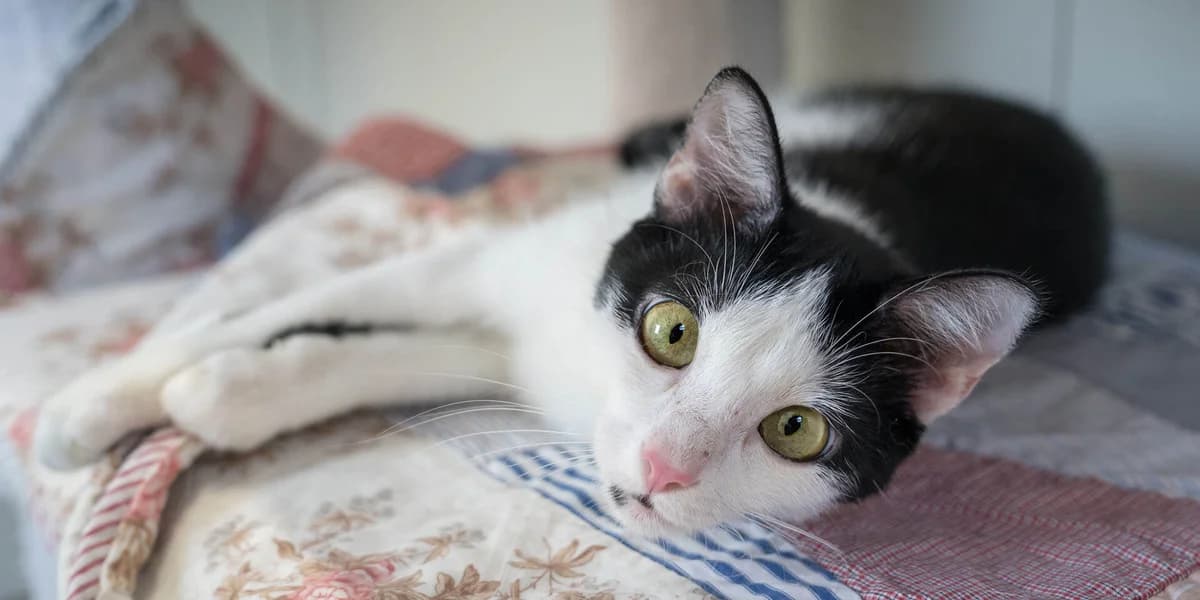 Unsere Katze,  mixed breed for adoption at Stiftung Tierrettungsdienst – Tierheim Pfötli, Zürich