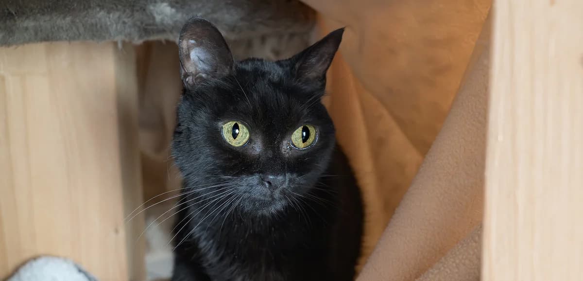 Unsere Katze,  mixed breed for adoption at Stiftung Tierrettungsdienst – Tierheim Pfötli, Zürich