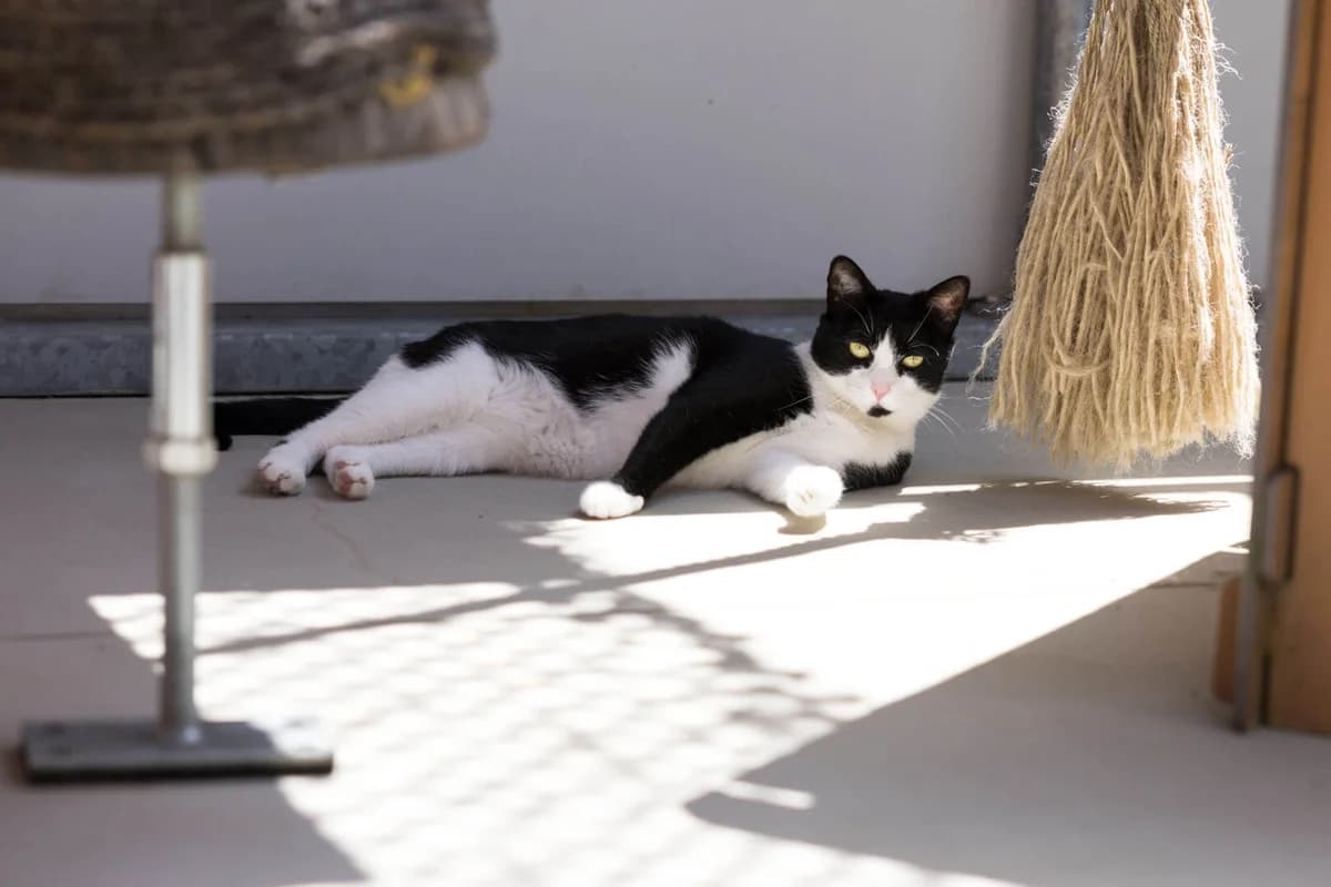 Unsere Katze, male mixed breed for adoption at Stiftung Tierrettungsdienst – Tierheim Pfötli, Zürich