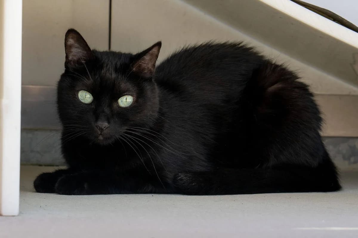 Unsere Katze,  mixed breed for adoption at Stiftung Tierrettungsdienst – Tierheim Pfötli, Zürich