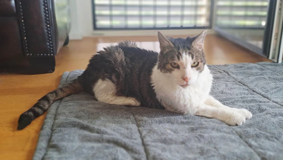 Unsere Katze, male senior mixed breed for adoption at Stiftung Tierrettungsdienst – Tierheim Pfötli, Zürich