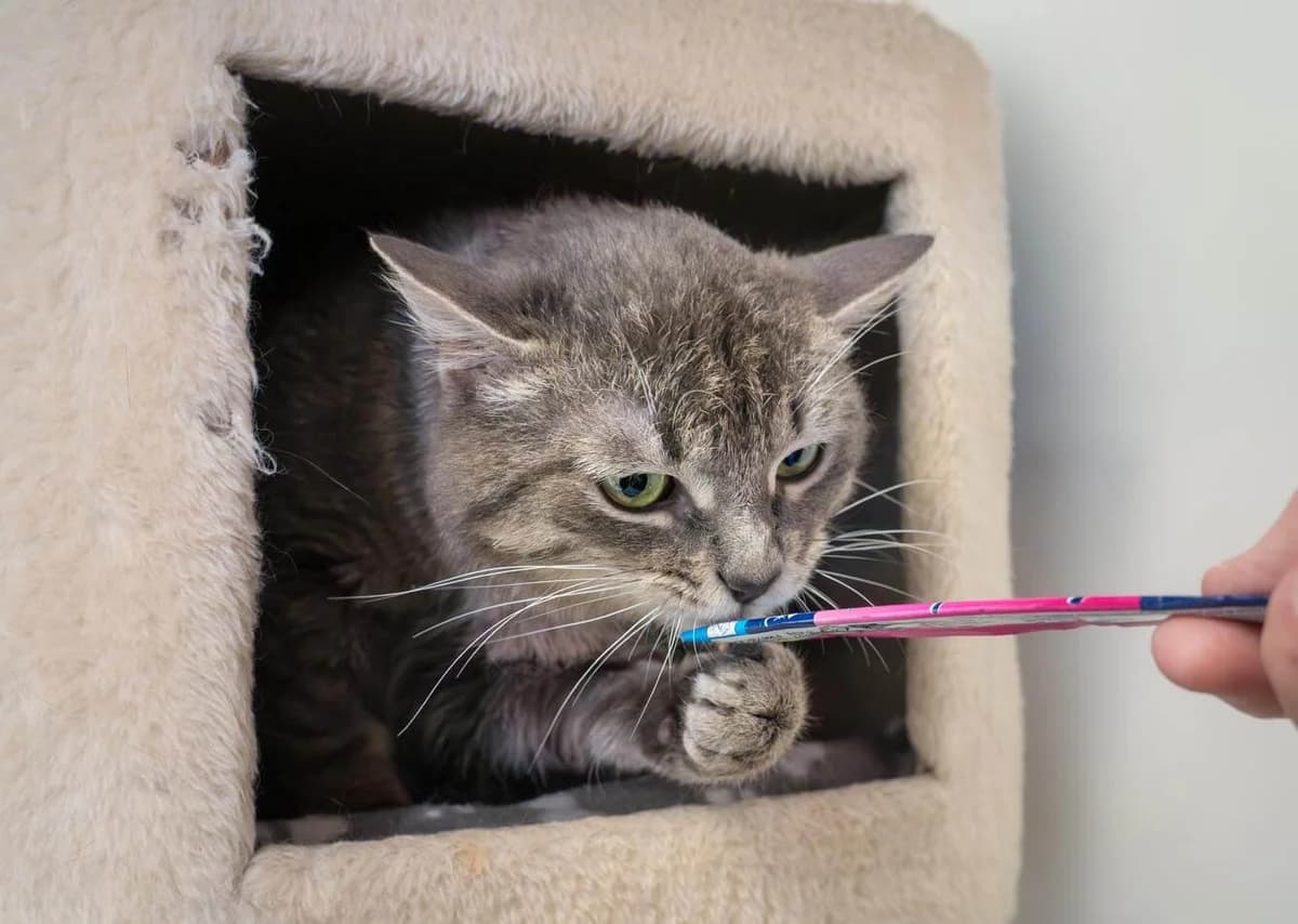 Unsere Katze: Kurt, male mixed breed for adoption at Stiftung Tierrettungsdienst – Tierheim Pfötli, Zürich