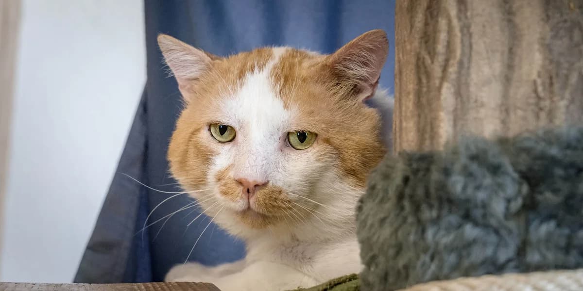 Unsere Katze, male mixed breed for adoption at Stiftung Tierrettungsdienst – Tierheim Pfötli, Zürich