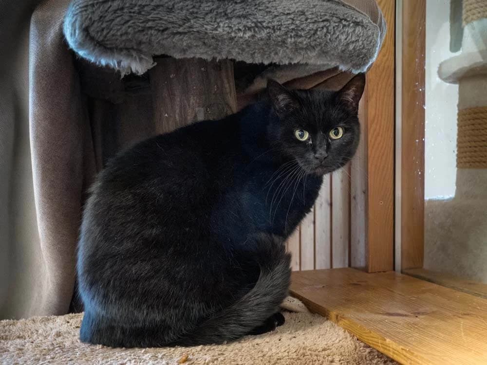 Unsere Katze: Nela, female Mixed Breed for adoption at Stiftung Tierrettungsdienst – Tierheim Pfötli, Zürich