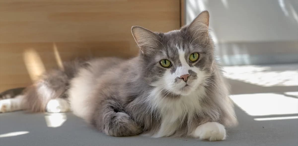 Unsere Katze, male mixed breed for adoption at Stiftung Tierrettungsdienst – Tierheim Pfötli, Zürich