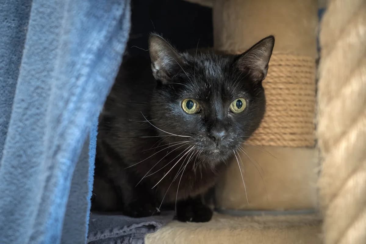Unsere Katze: Pietro, male mixed breed for adoption at Stiftung Tierrettungsdienst – Tierheim Pfötli, Zürich