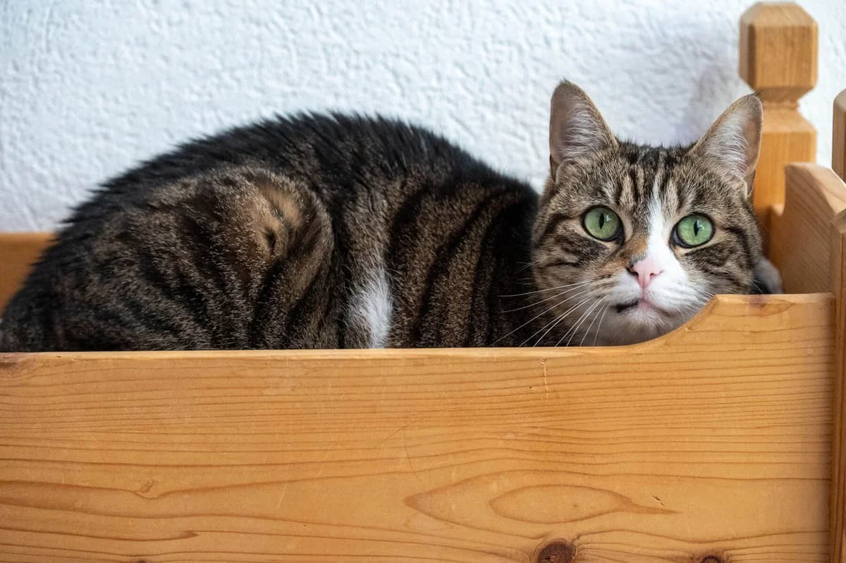 Unsere Katze: Stella, female Mixed Breed for adoption at Stiftung Tierrettungsdienst – Tierheim Pfötli, Zürich