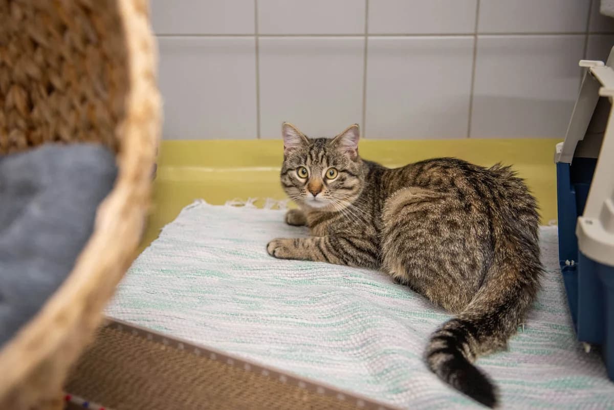Unsere Katze: Yakari (wohnungskatze), male Mixed Breed for adoption at Stiftung Tierrettungsdienst – Tierheim Pfötli, Zürich