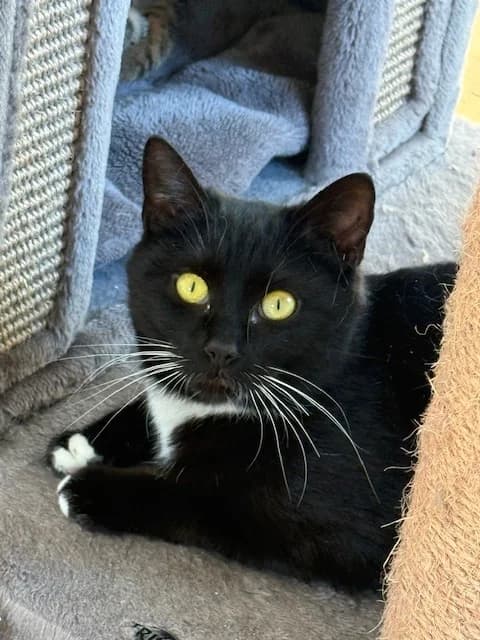 Alani, female puppy Mixed Breed for adoption at Tierschutzverein Oberwallis, Visp