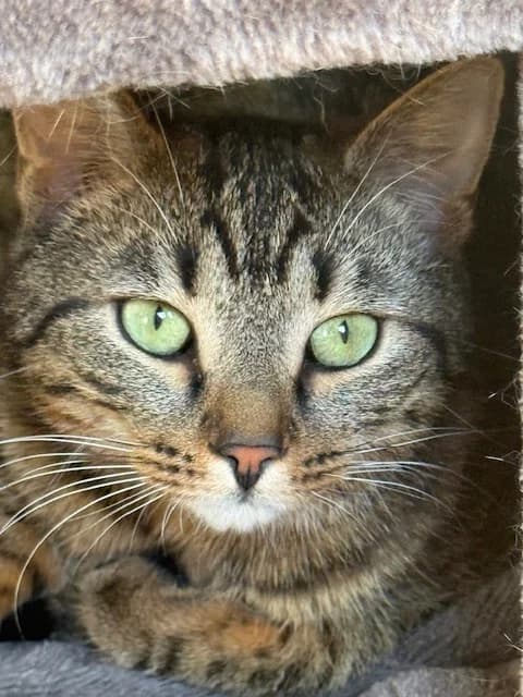 Amigo, male puppy Mixed Breed for adoption at Tierschutzverein Oberwallis, Visp