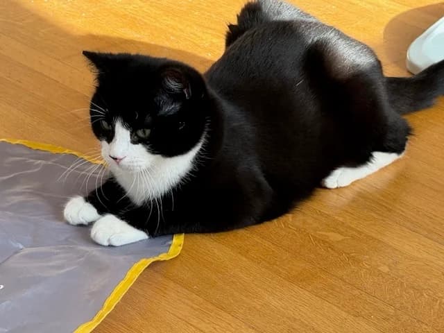 Aron, male puppy Mixed Breed for adoption at Tierschutzverein Oberwallis, Visp