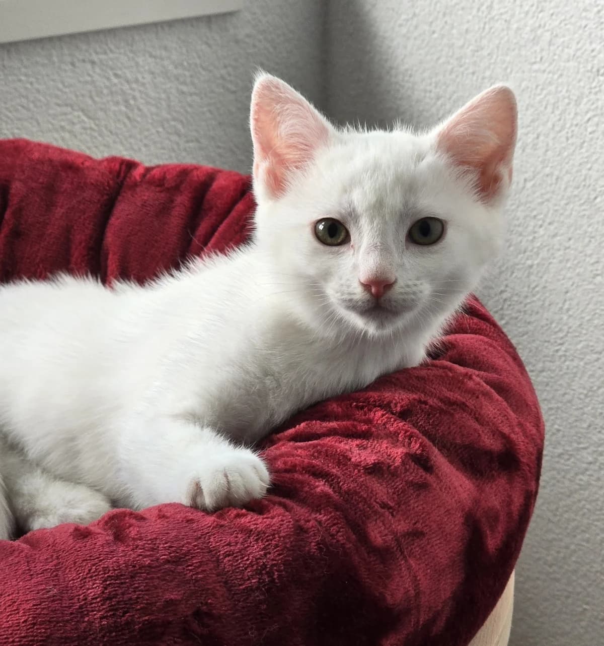 Cleo, Mixed Breed (Tierschutzverein Oberwallis)