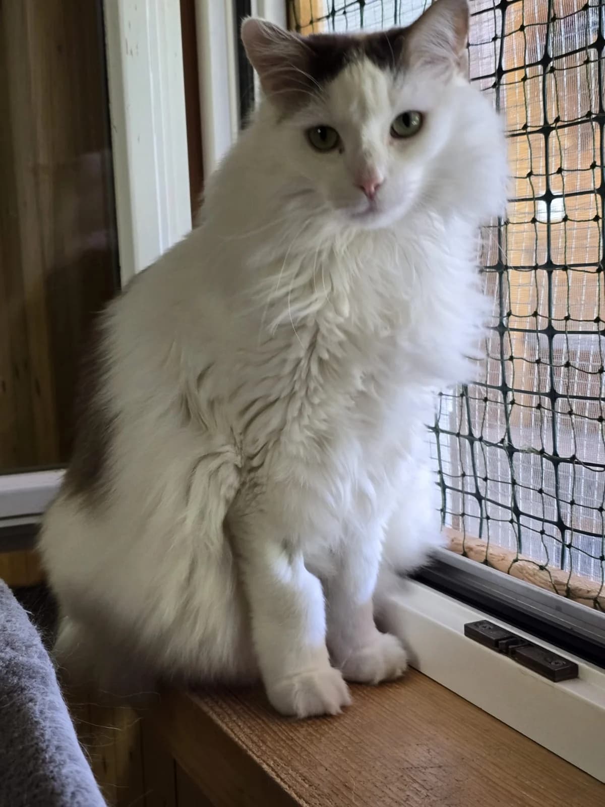 Jimmy, male Mixed Breed for adoption at Tierschutzverein Oberwallis, Visp