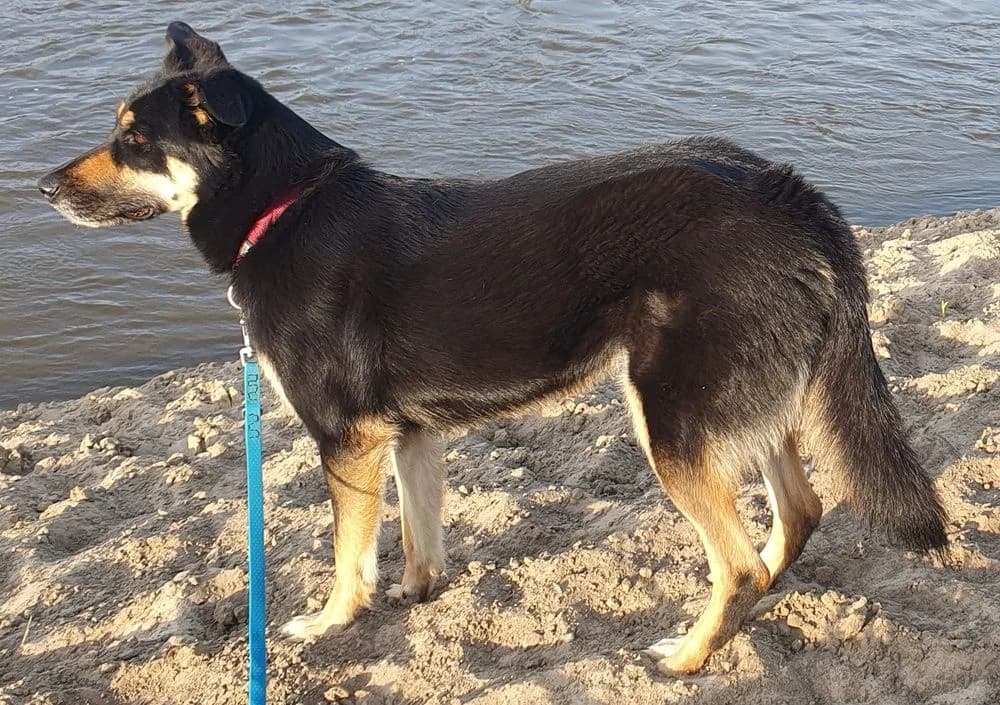 Lusi, female 4yo Mixed Breed for adoption at Tierschutzverein Oberwallis, Visp