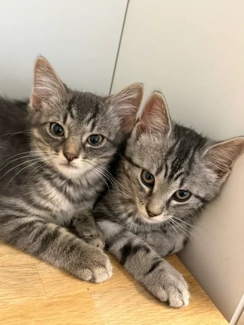 Meilo und Silver, male Mixed Breed for adoption at Tierschutzverein Oberwallis, Visp