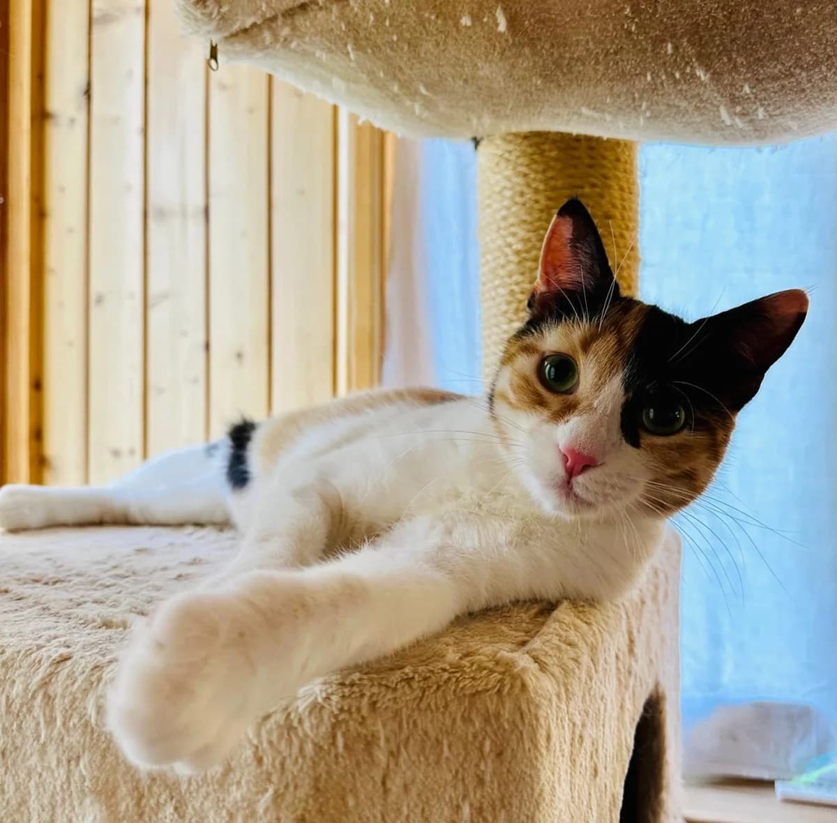Mely, female Mixed Breed for adoption at Tierschutzverein Oberwallis, Visp