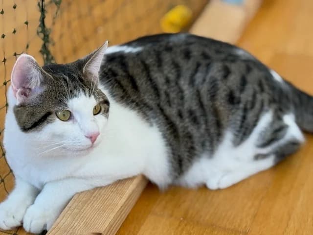 Mio, male puppy Mixed Breed for adoption at Tierschutzverein Oberwallis, Visp