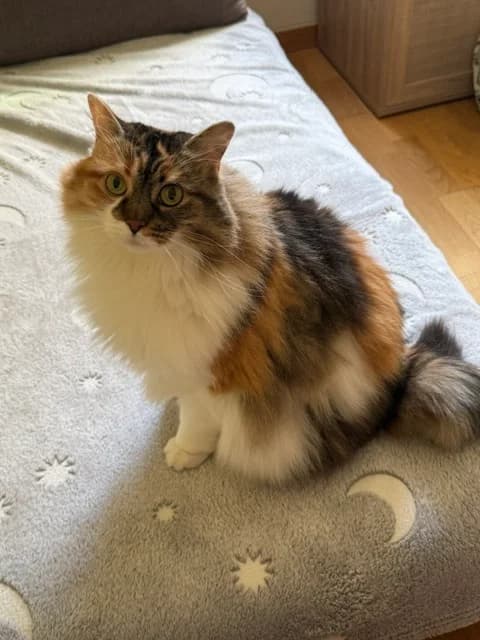 Moira, female Mixed Breed for adoption at Tierschutzverein Oberwallis, Visp