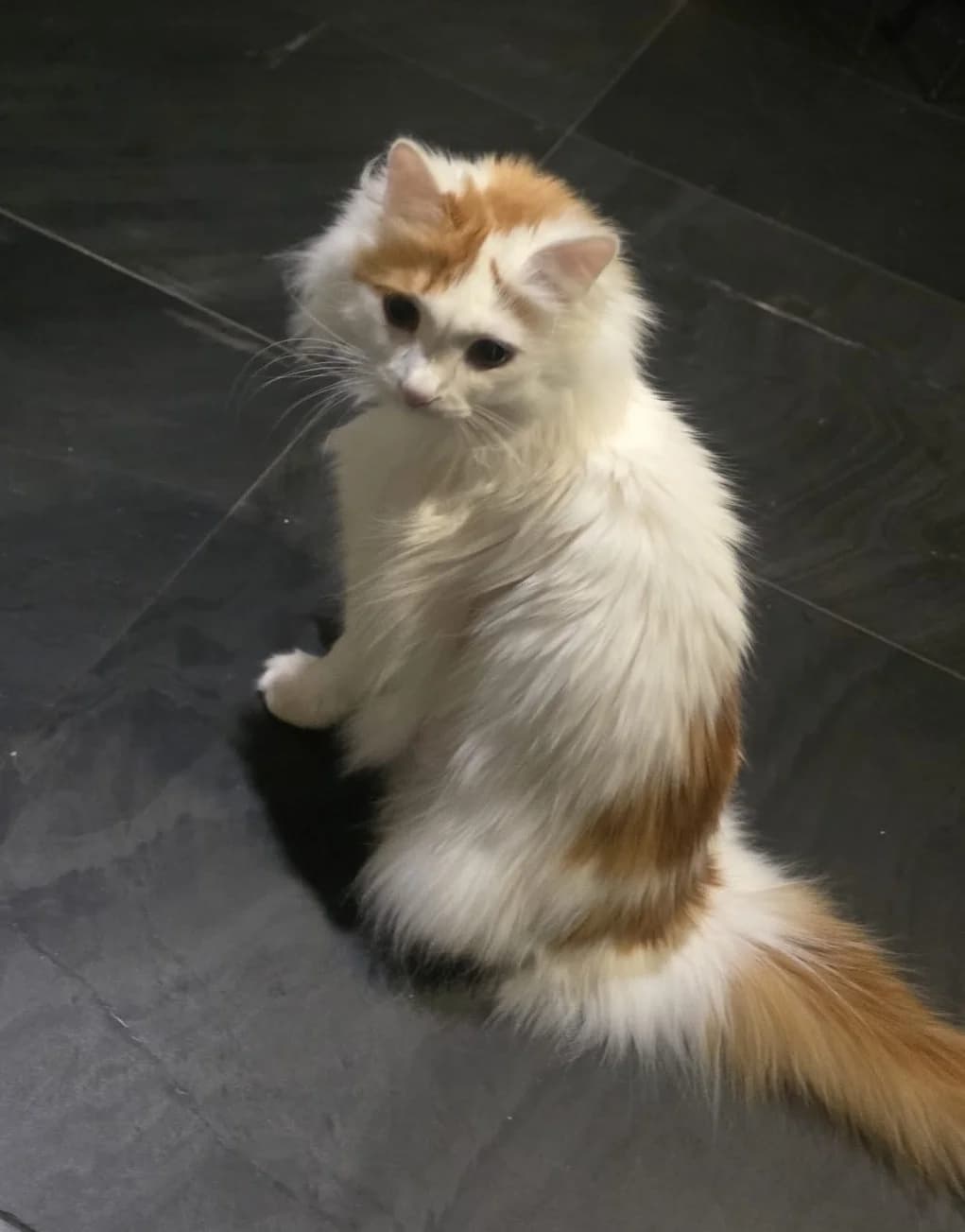 Pumbaa, Mixed Breed (Tierschutzverein Oberwallis)
