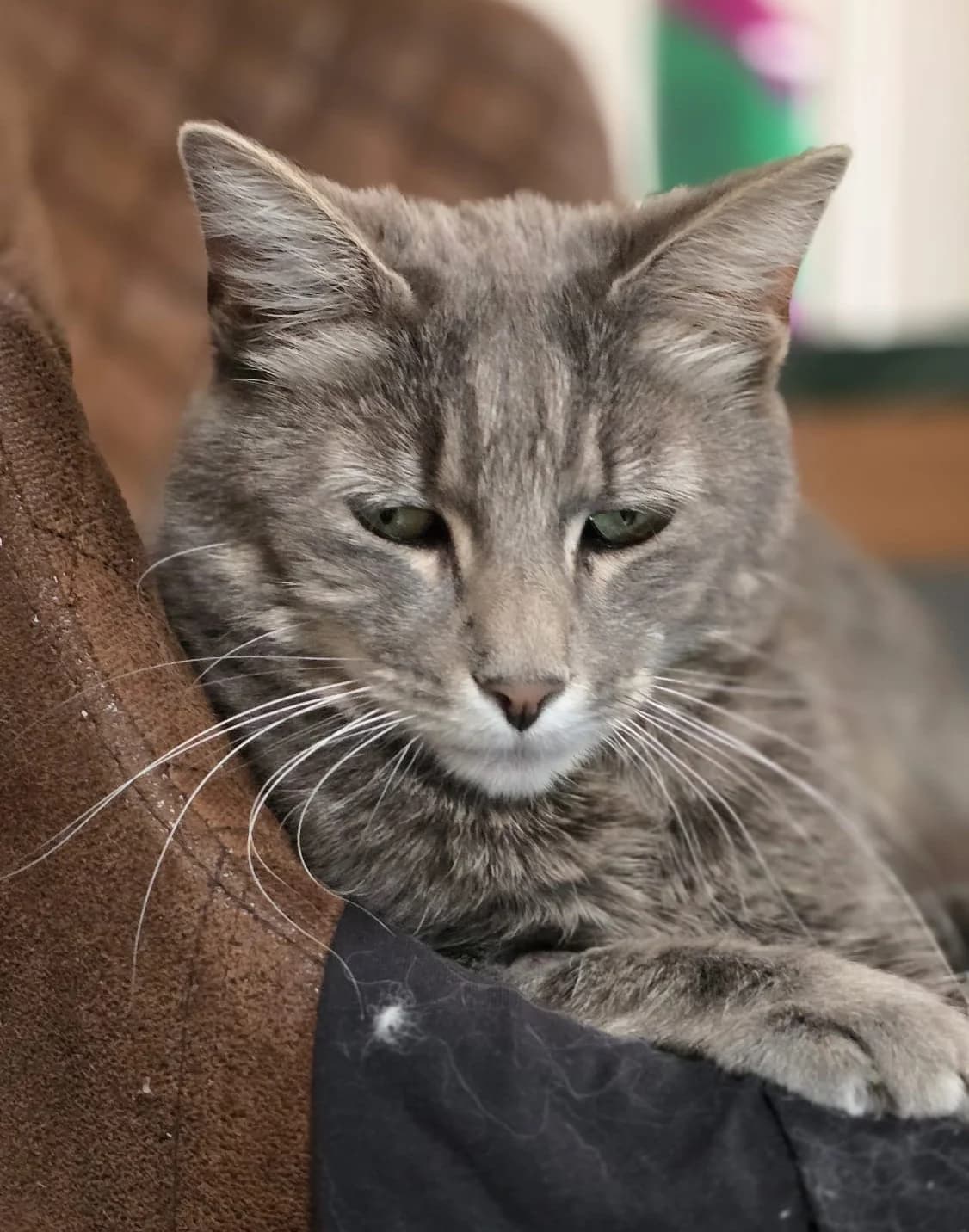 Simba, Mixed Breed (Tierschutzverein Oberwallis)