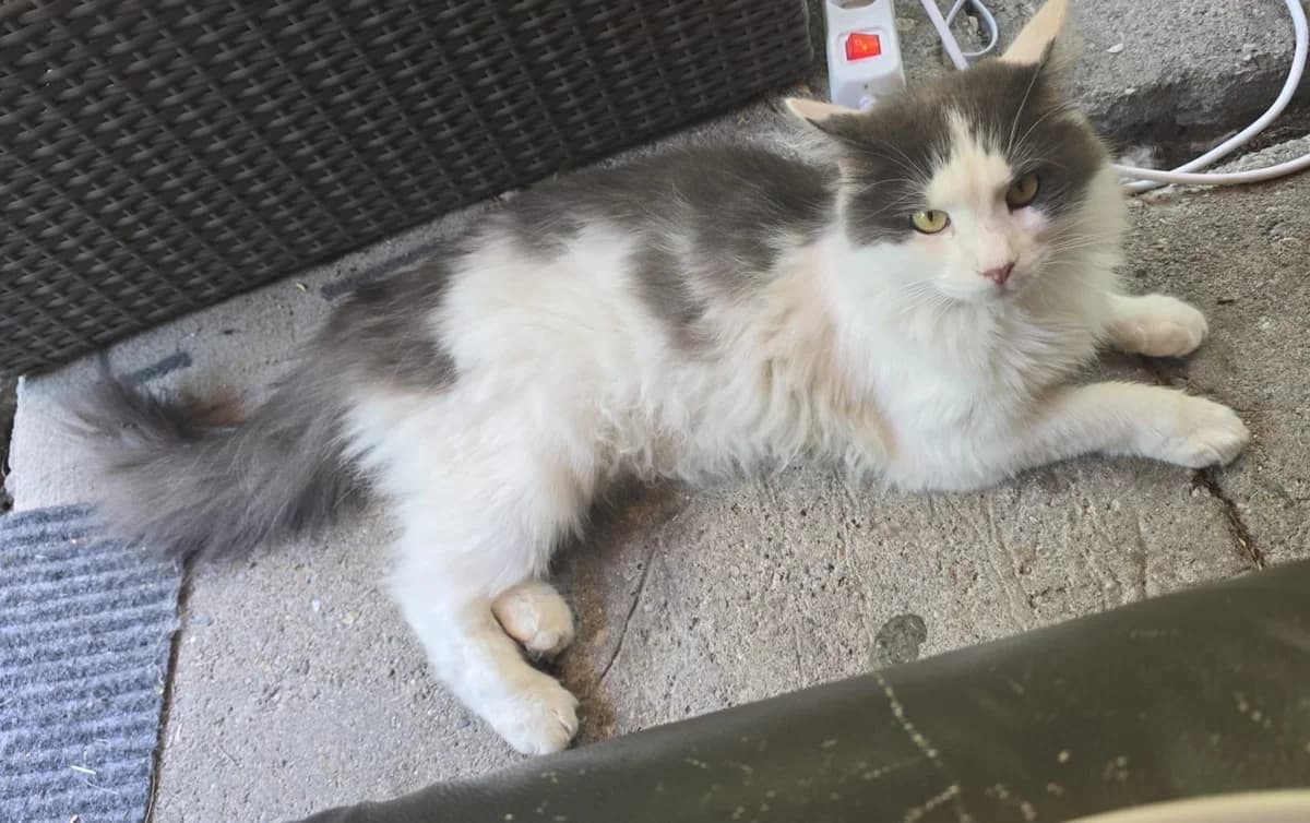 Timon, Mixed Breed (Tierschutzverein Oberwallis)