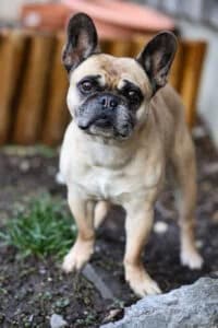 Pinot, senior French Bulldog for adoption at TSV Sargans-Werdenberg, Tsv Sargans
