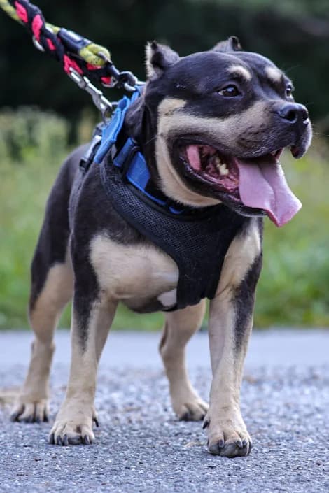 Nala, female 6yo French Bulldog for adoption at TSV Sargans-Werdenberg, Tsv Sargans