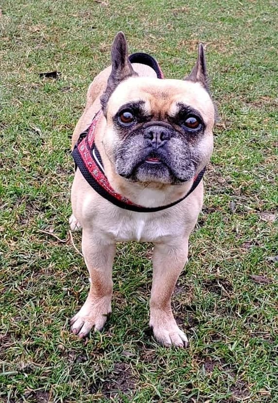 Pinot, male senior French Bulldog for adoption at TSV Sargans-Werdenberg, Tsv Sargans
