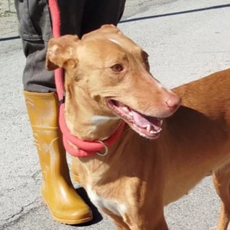 Hola!,  Mixed Breed for adoption at Stiftung vergessene Hunde, Vergessene Hunde