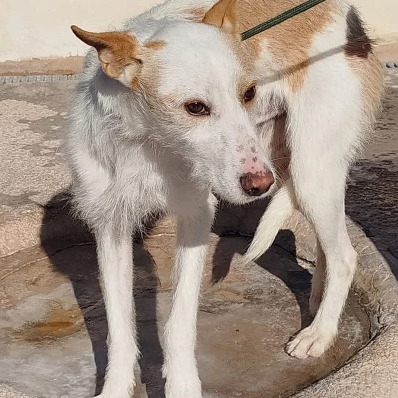 Hola,  Mixed Breed for adoption at Stiftung vergessene Hunde, Vergessene Hunde