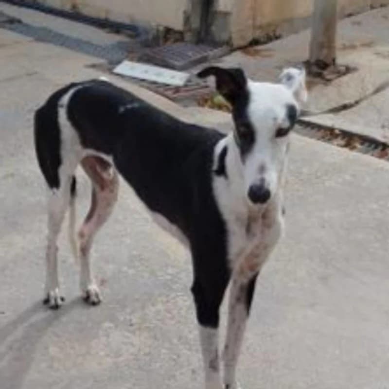 Hola,  Mixed Breed for adoption at Stiftung vergessene Hunde, Vergessene Hunde