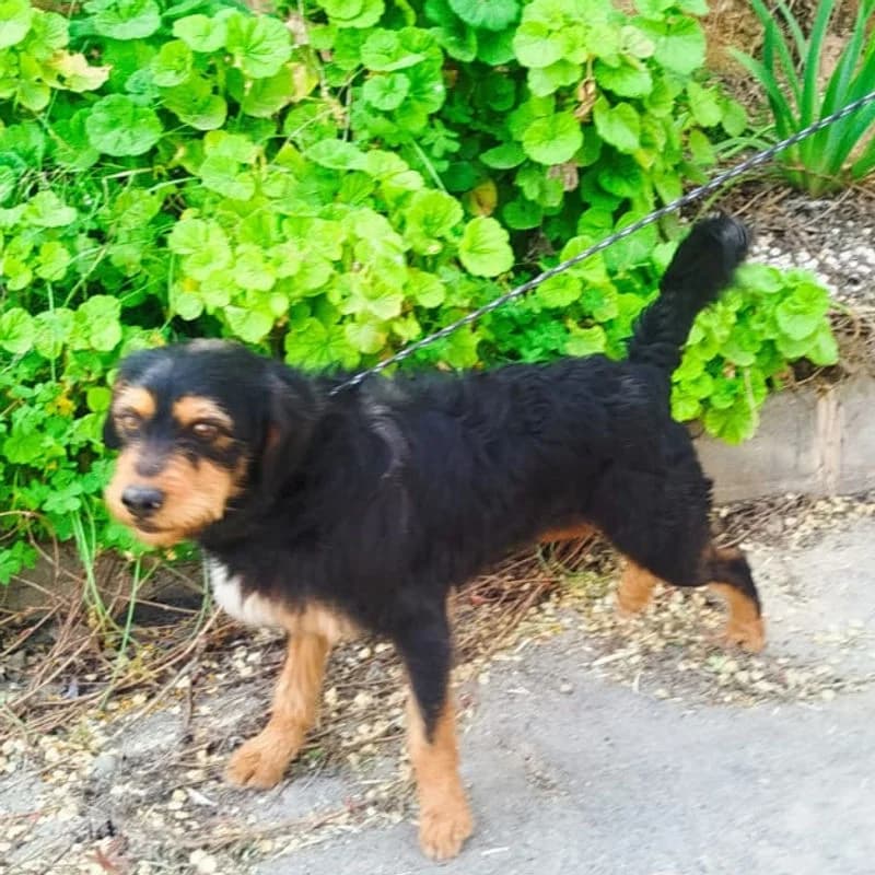 Hola,  Mixed Breed for adoption at Stiftung vergessene Hunde, Vergessene Hunde