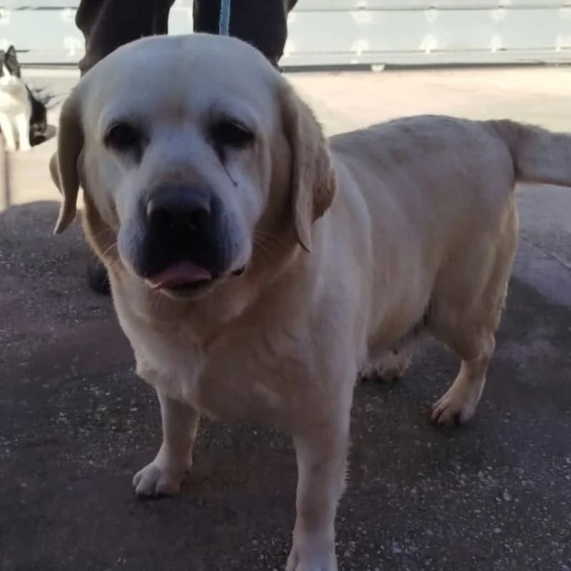 Hola,  Mixed Breed for adoption at Stiftung vergessene Hunde, Vergessene Hunde