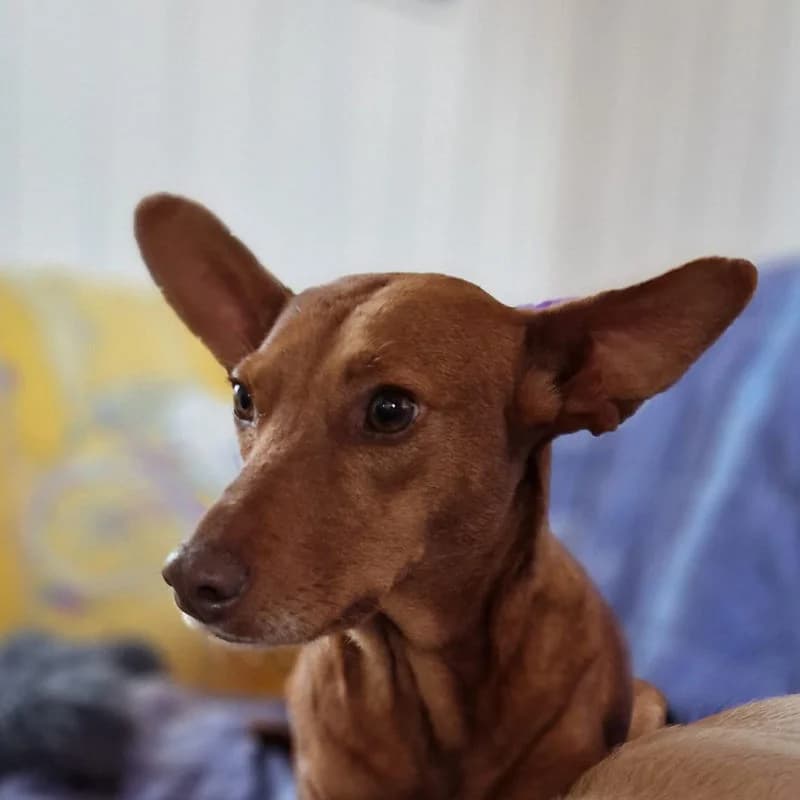 Hola,  Mixed Breed for adoption at Stiftung vergessene Hunde, Vergessene Hunde