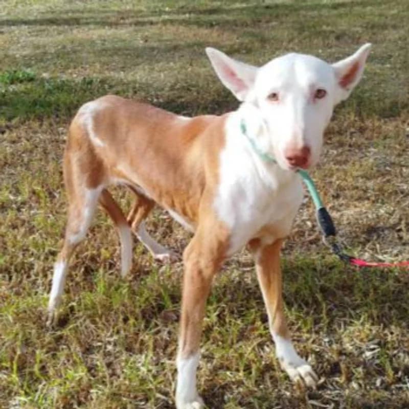 Hola!,  Mixed Breed for adoption at Stiftung vergessene Hunde, Vergessene Hunde