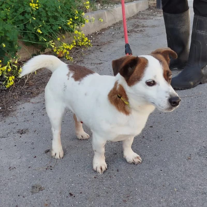 Hola,  Mixed Breed for adoption at Stiftung vergessene Hunde, Vergessene Hunde