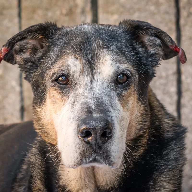 Hola!, weiss  Mixed Breed for adoption at Stiftung vergessene Hunde, Vergessene Hunde